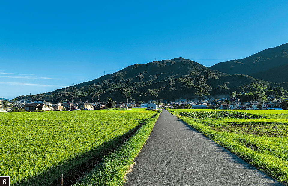緑鮮やかな水田にある農道の写真 緑鮮やかな水田にある農道の写真