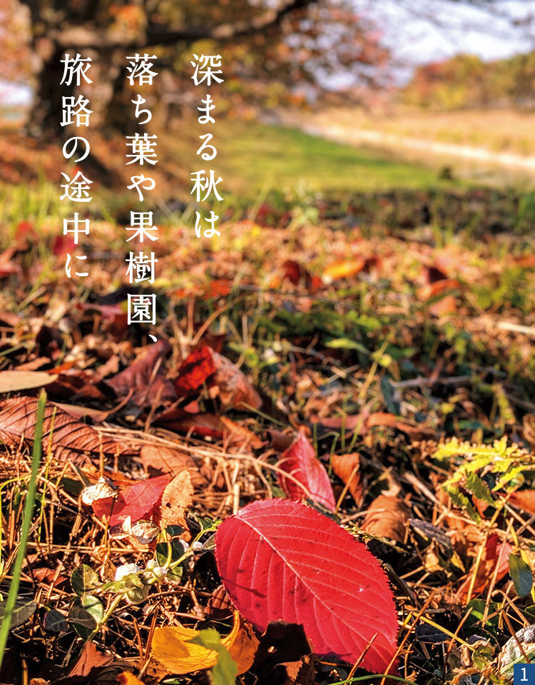 落ち葉が積もり秋の風情となった流川桜並木の写真 落ち葉が積もり秋の風情となった流川桜並木の写真