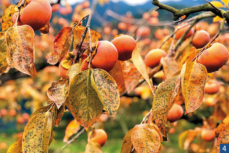 たわわに実る柿と紅葉の写真 たわわに実る柿と紅葉の写真