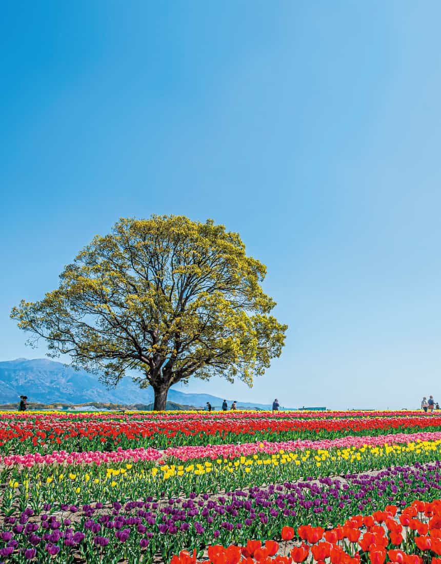 グラフふくおか春号表紙の画像