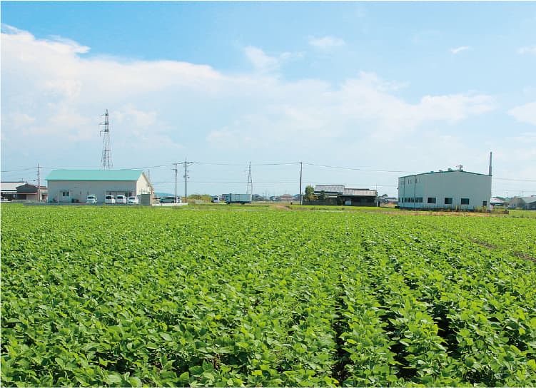 大豆畑の写真