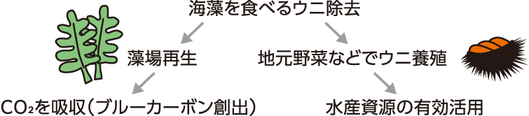 海藻を食べるウニ除去→藻場再生→CO²を吸収(ブルーカーボン創出)、海藻を食べるウニ除去→地元野菜などでウニ養殖→水産資源の有効活用
