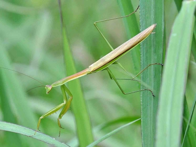 チョウセンカマキリ