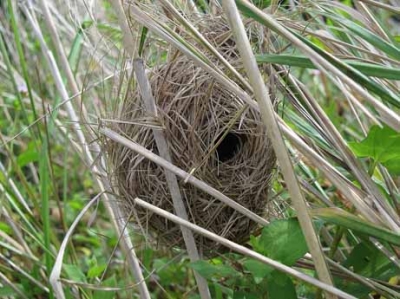 カヤネズミの球巣