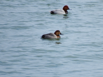 （ホシハジロ写真）