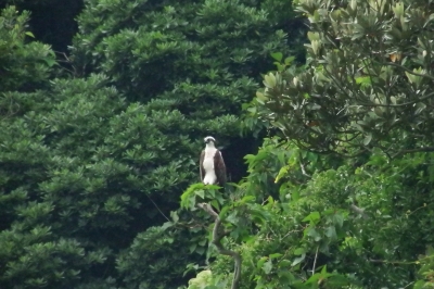 （ミサゴ写真）