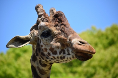 大牟田市動物園（キリンのリンくん）