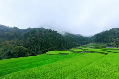 東峰村の棚田