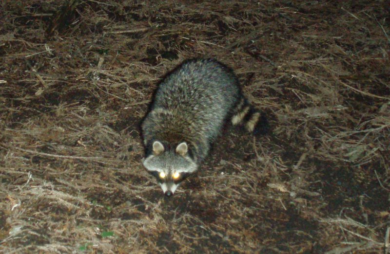 センサーカメラに写ったアライグマ