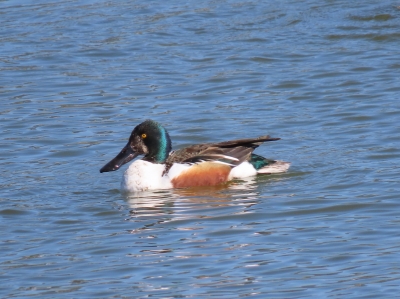 ハシビロガモ♂