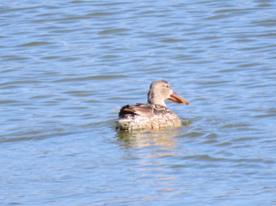 ハシビロガモ♀