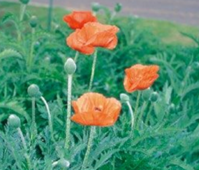 植えてよいオニゲシ