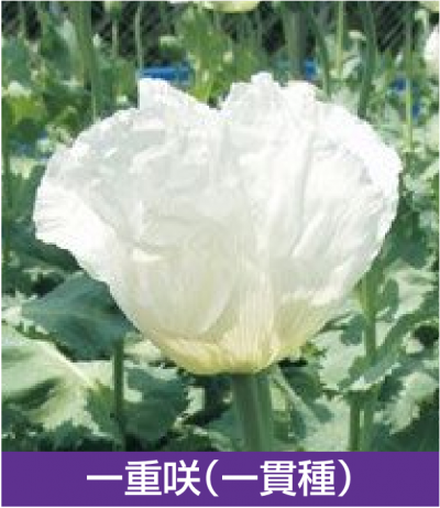 いろいろなソムニフェルム種の花２