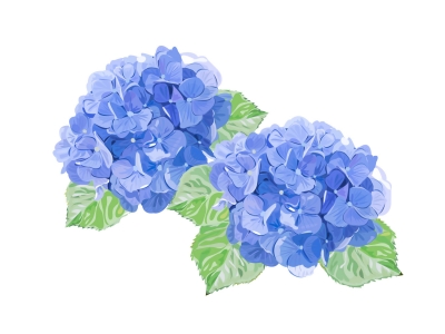 あじさいの花のイラストです