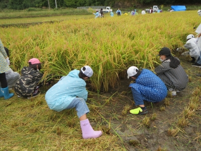 稲刈り体験