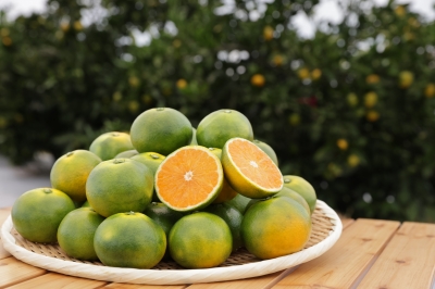 かごに盛られたみかん