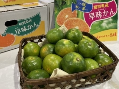 出荷用の箱を背景に撮影された、四角いかごに盛られた「早味かん」の写真