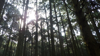 スギ林の写真