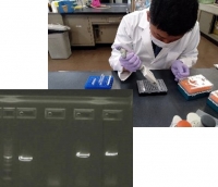 PCR検査の様子と検査結果