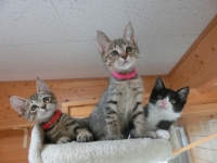 譲渡を待つ猫
