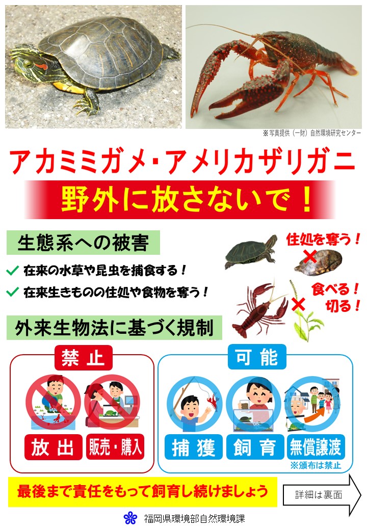 アカミミガメ、アメリカザリガニリーフレットオモテ