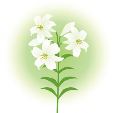 ゆりの花