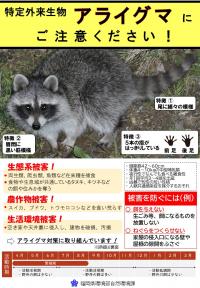 アライグマ