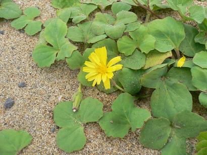 海岸植物群落 ハマニガナ