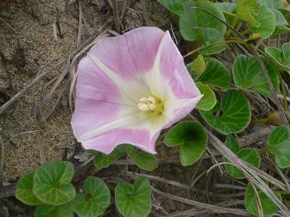 海岸植物群落 ハマヒルガオ