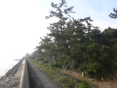 築上町椎田海岸の海岸マツ林