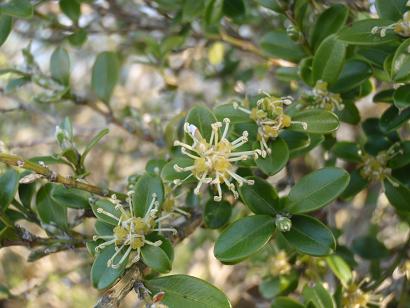 ツゲの開花（筑後川県立自然公園指定植物）