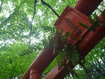 緑の中の参道　太宰府天満宮にて