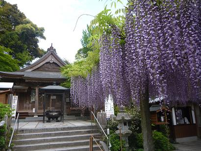 筑紫野市武蔵寺の大藤