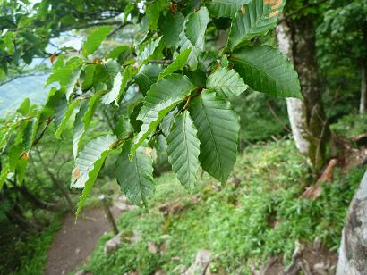 ブナの葉　英彦山北岳にて