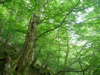 英彦山北岳シオジ林の写真です