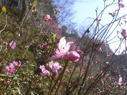 ゲンカイツツジ（耶馬日田英彦山国定公園指定植物）