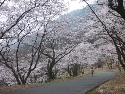 桜の名勝みやこ町仲哀公園