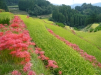 美しい里山の風景