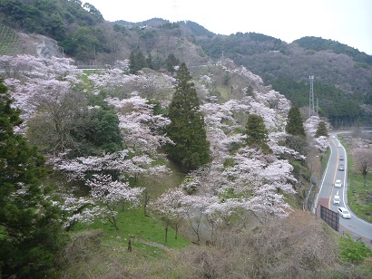 桜咲く八木山峠八木山展望公園