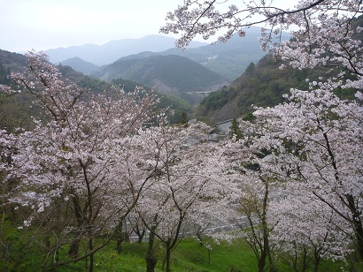 桜咲く八木山峠（篠栗町側）より砥石山を望む