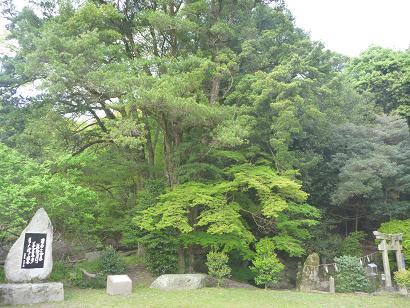 天拝山麓　武蔵のイヌマキ群