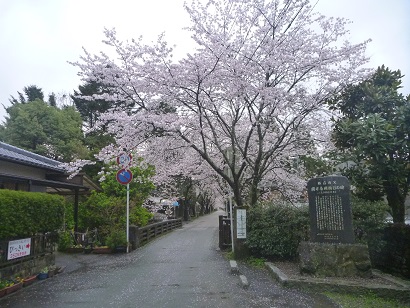 野鳥橋より望む秋月城下、杉の馬場の桜並木