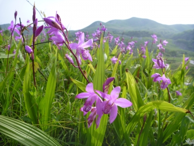 ５月の平尾台に咲く草花シランの写真です