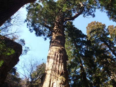 英彦山にある鬼杉の写真です