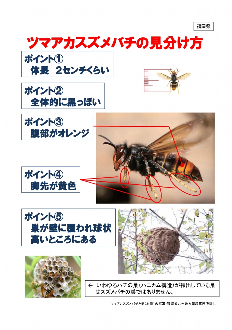 ツマカスズメバチの見分け方