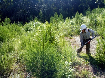 下草刈り作業風景の写真です。
