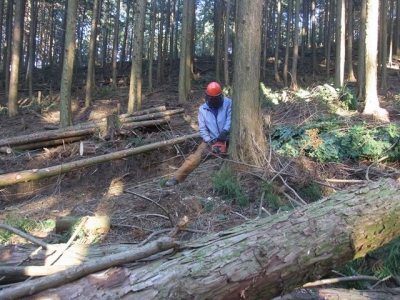 チェーンソーによる伐採風景の写真です。