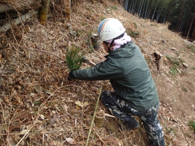 樹木の植栽作業の写真です。